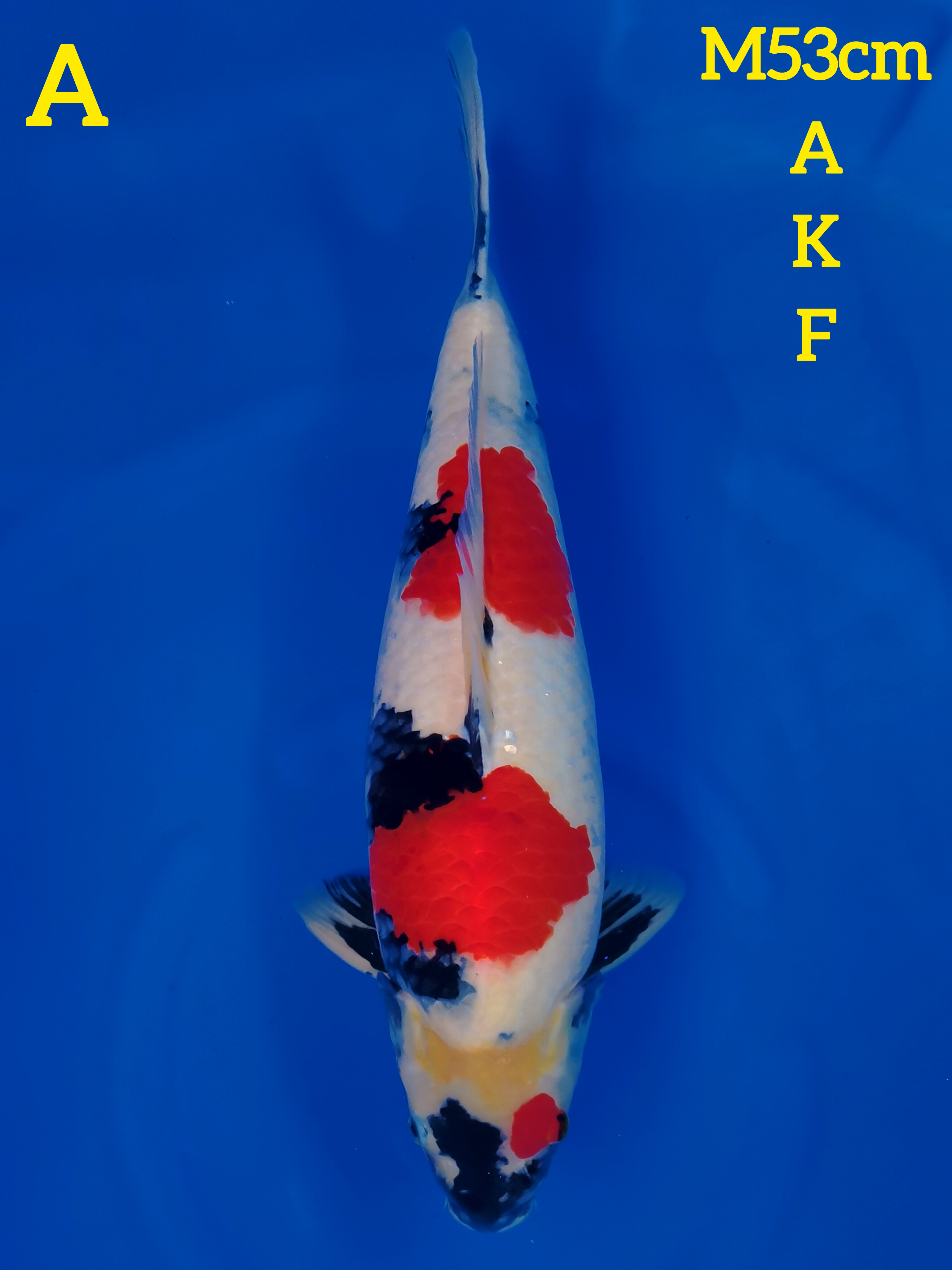 KINDAI SHOWA AKF 53cm