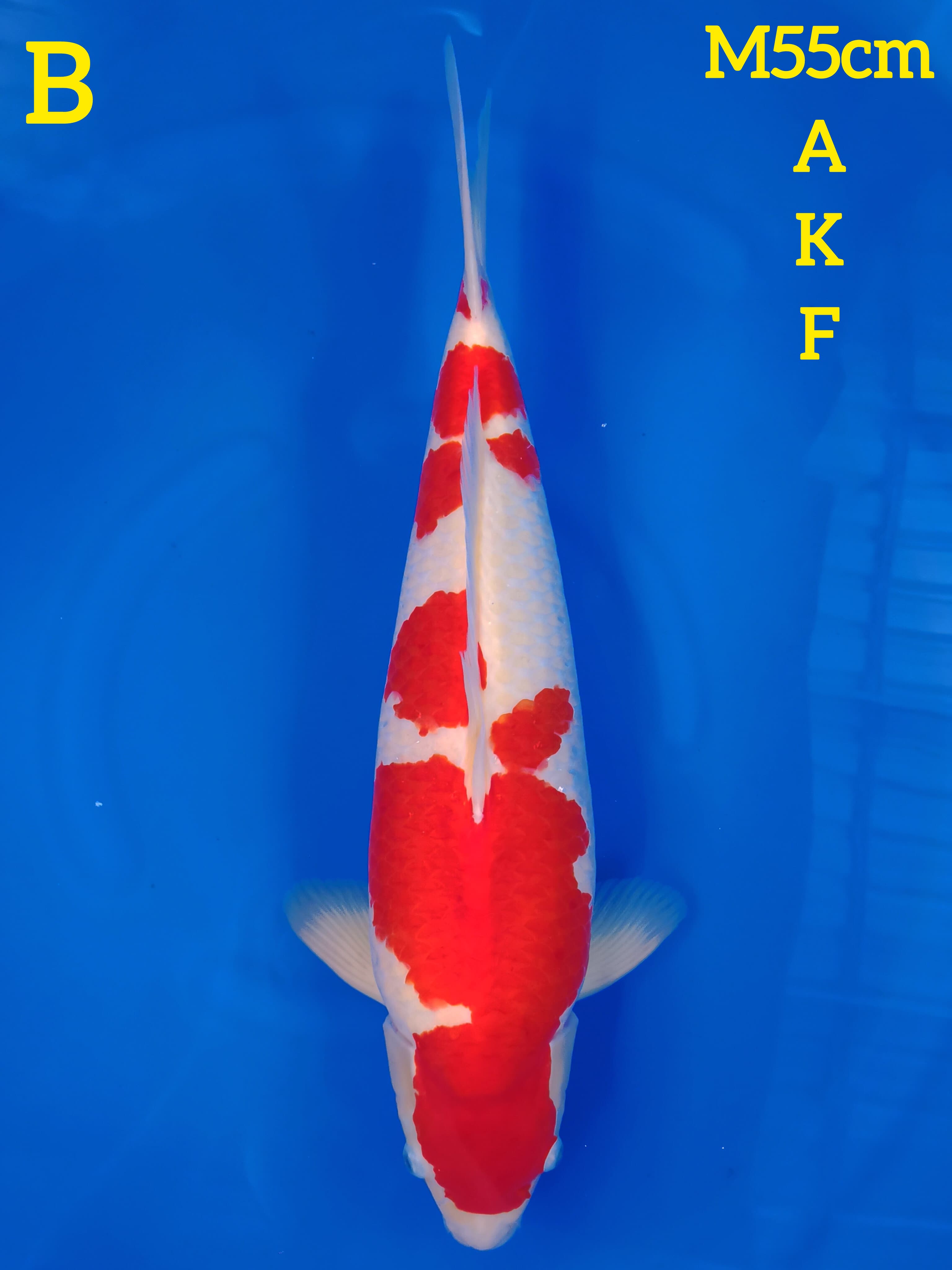 KOHAKU AKF 55cm