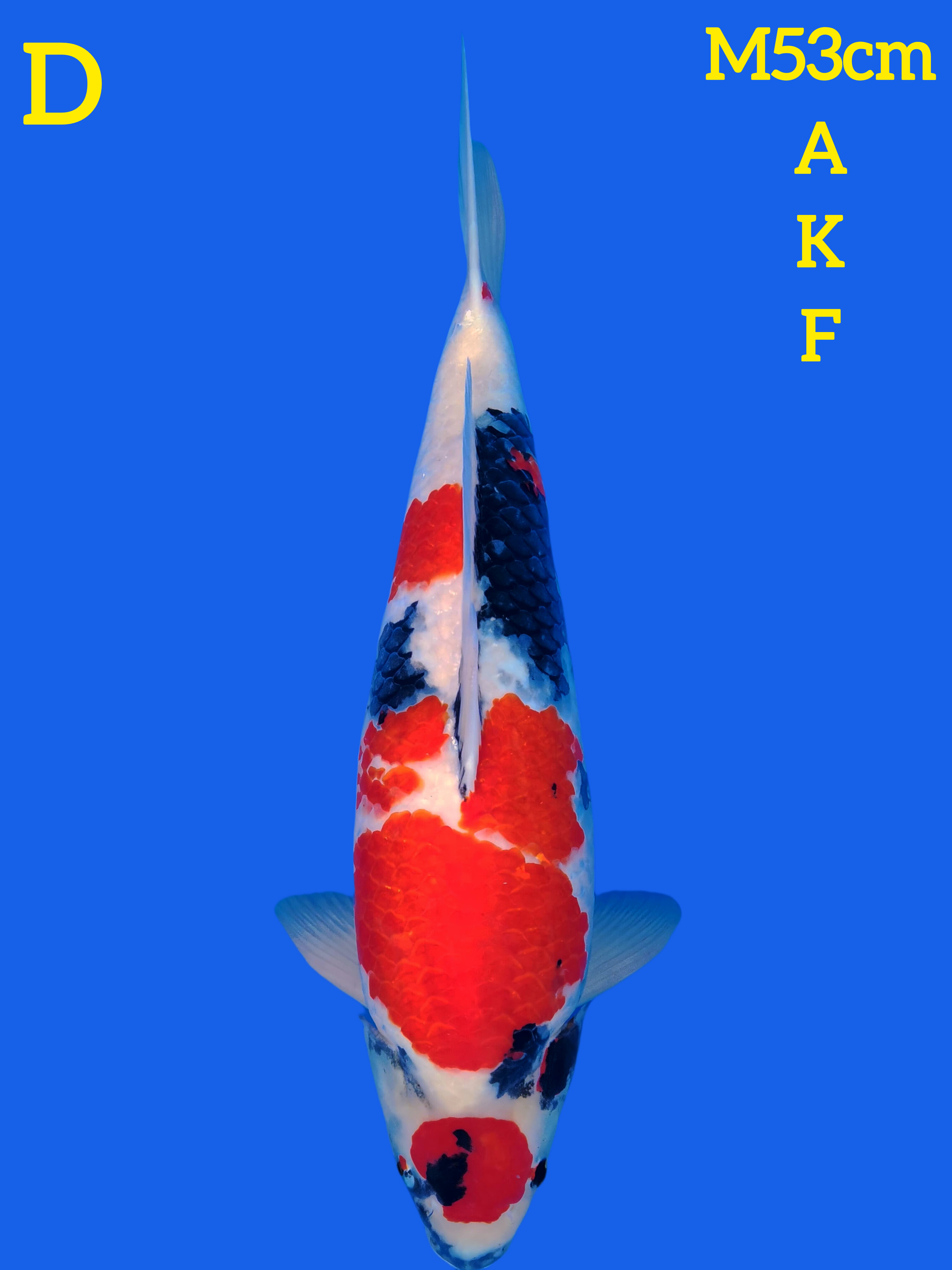 MARUTEN SHOWA AKF 53cm