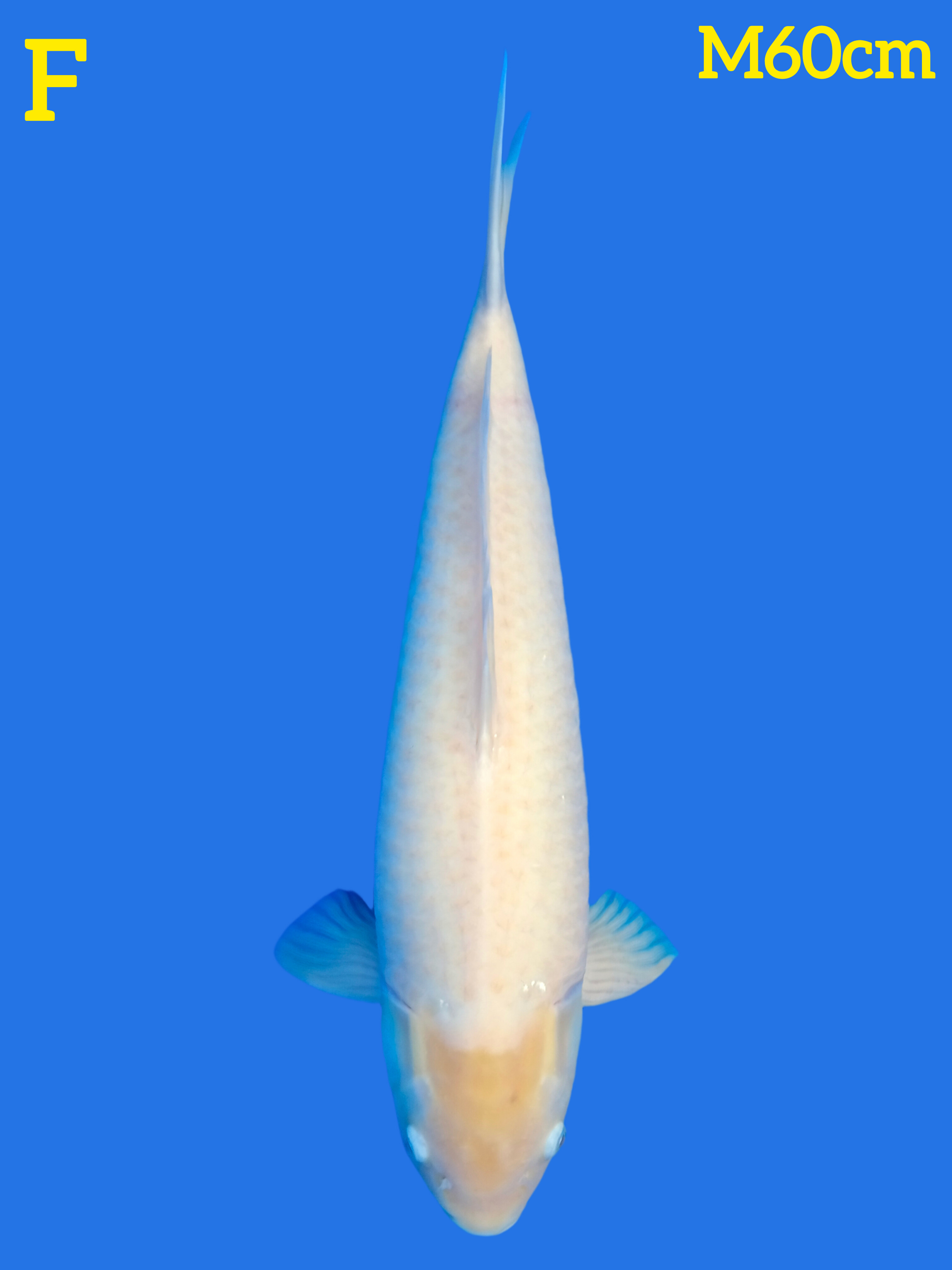 SHIROMUJI 60cm