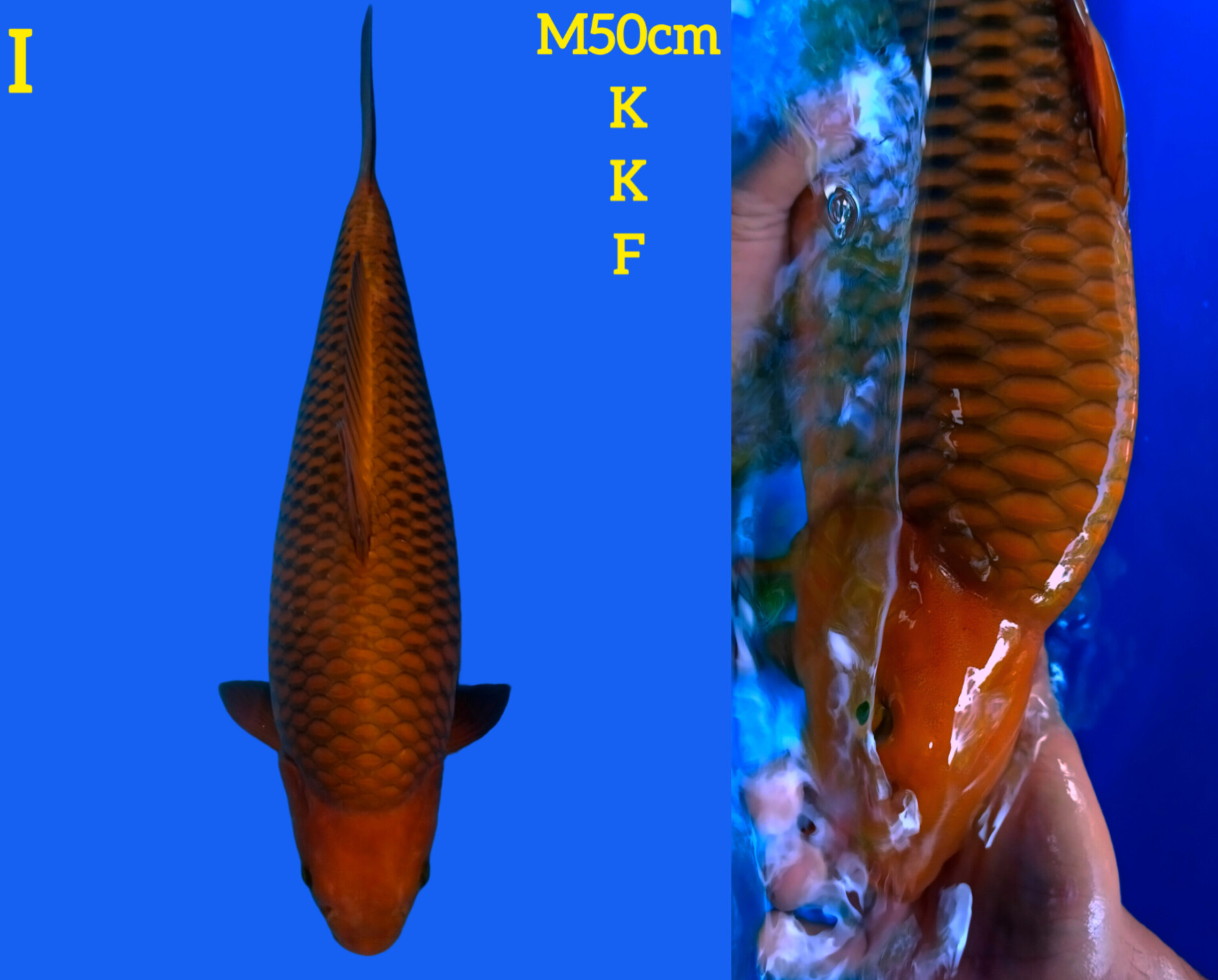 CAGOI TEMBAGA KKF 50cm