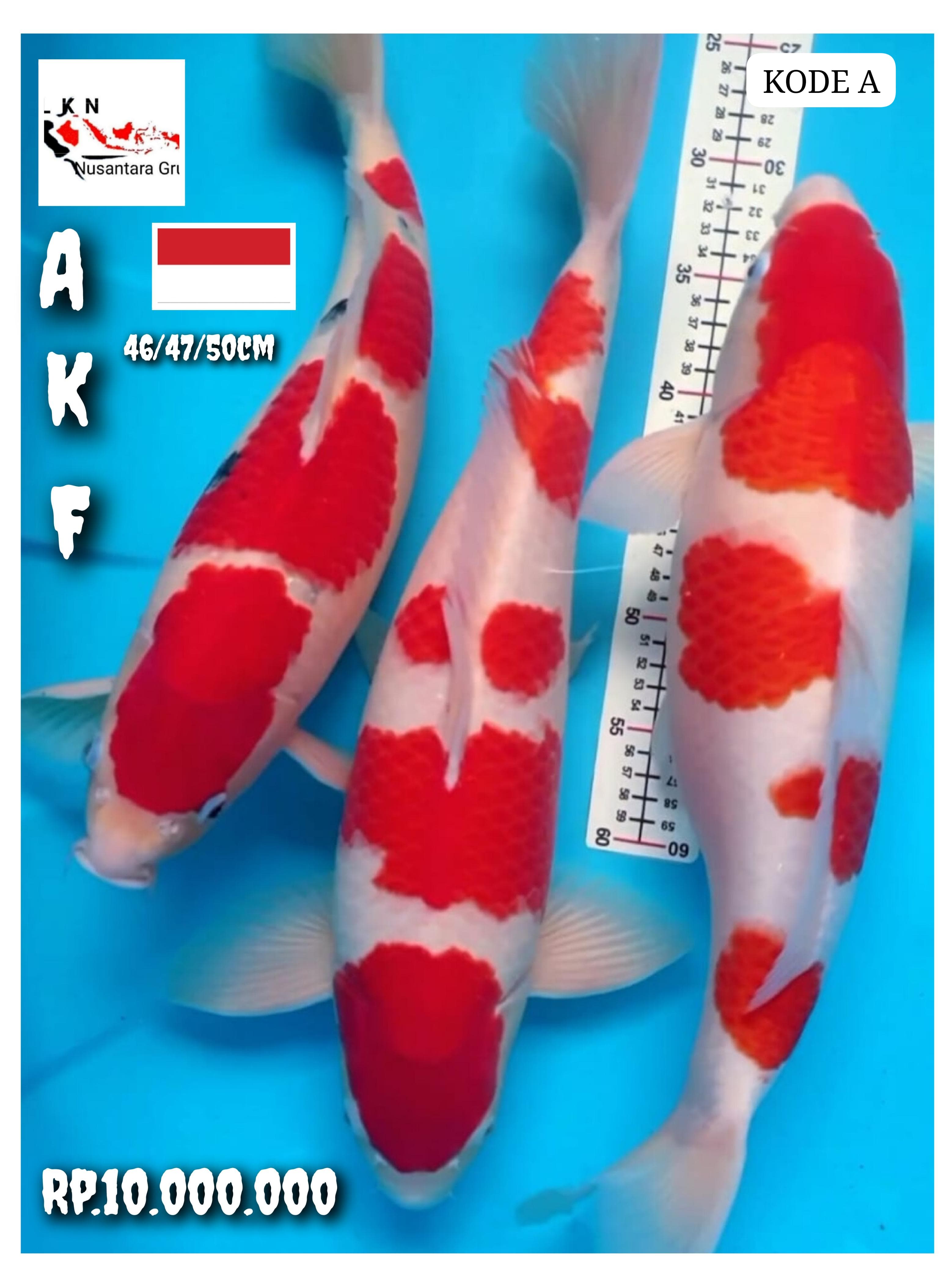 SUPER PKT 3 EKOR JUMBOAN AKF IKAN KELAS SULTAN LOKASI CIKARANG 464750cm