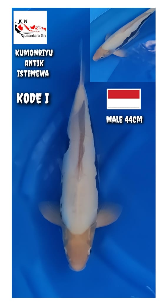 KUMONRIYU ANTIK ISTIMEWA LOKASI BLITAR 44cm