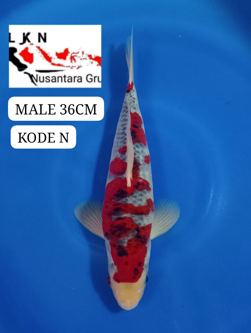 GHOSIKI SAKURA MALE ORIGINAL ISTIMEWA LOKASI BLITAR 36cm