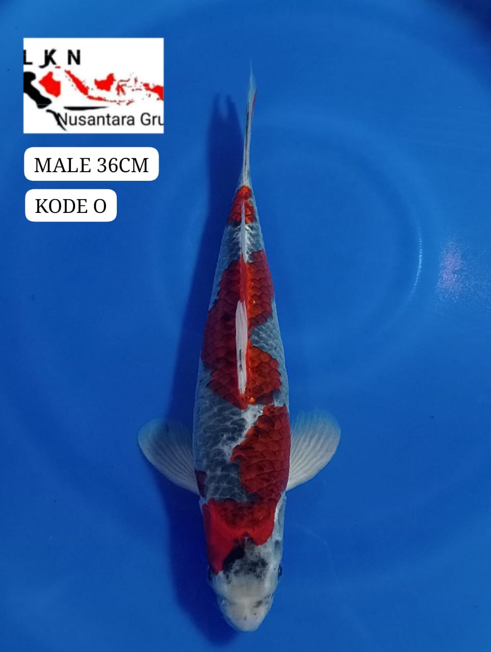 GHOSIKI RACING MALE ORIGINAL ISTIMEWA LOKASI BLITAR 36cm
