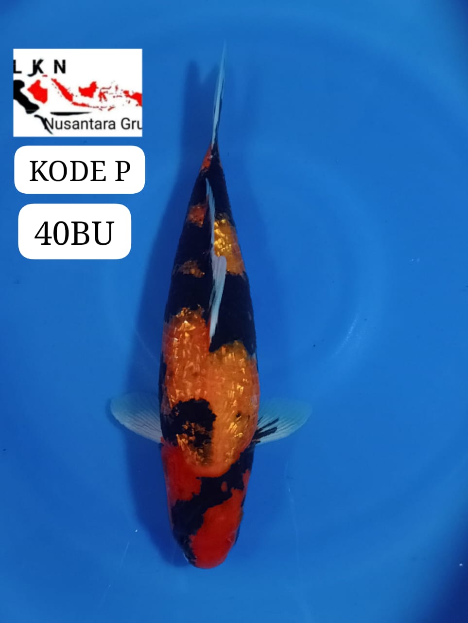 HIUTSURIN GINRIN BODYBULKY LOKASI IKAN DI BLITAR 40BU 39cm