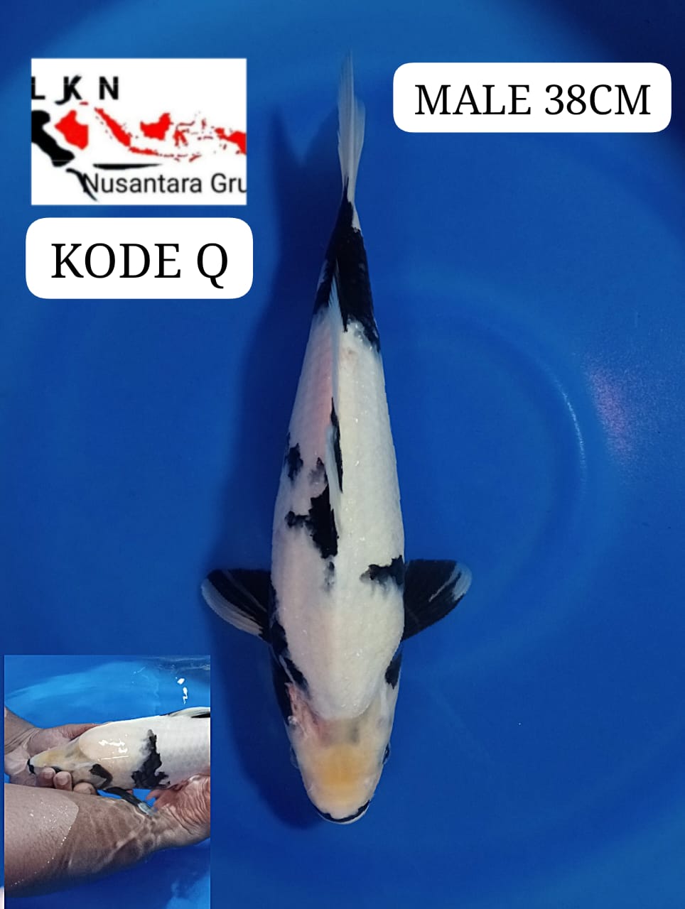 SHIRO UTSURI MALE ORIGINAL BAKAT JUMBO LOKASI BLITAR 38cm
