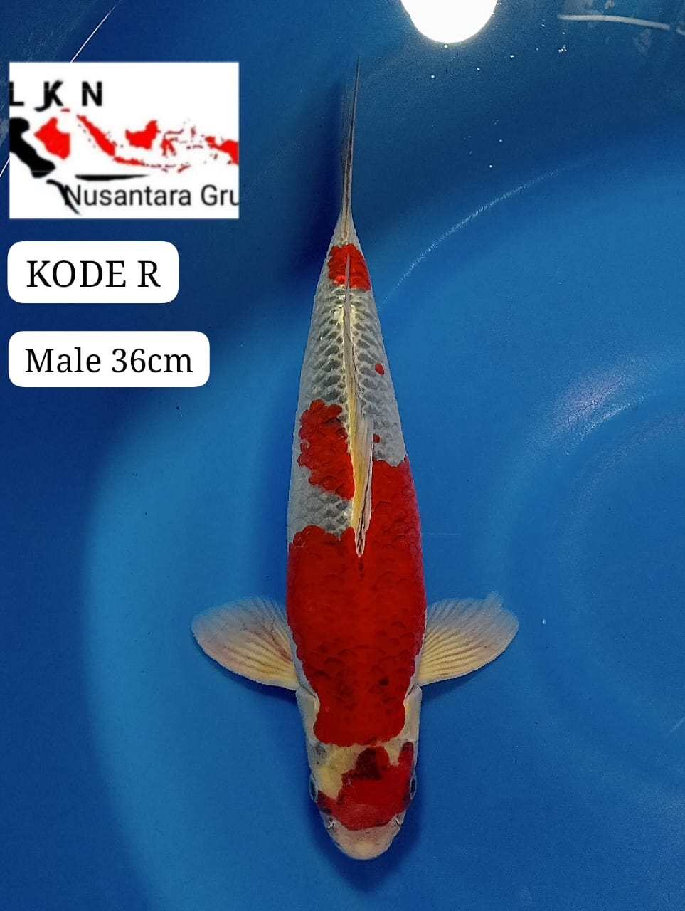 GHOSIKI MERAH STRONG MALE ORIGINAL LOKASI BLITAR 36cm