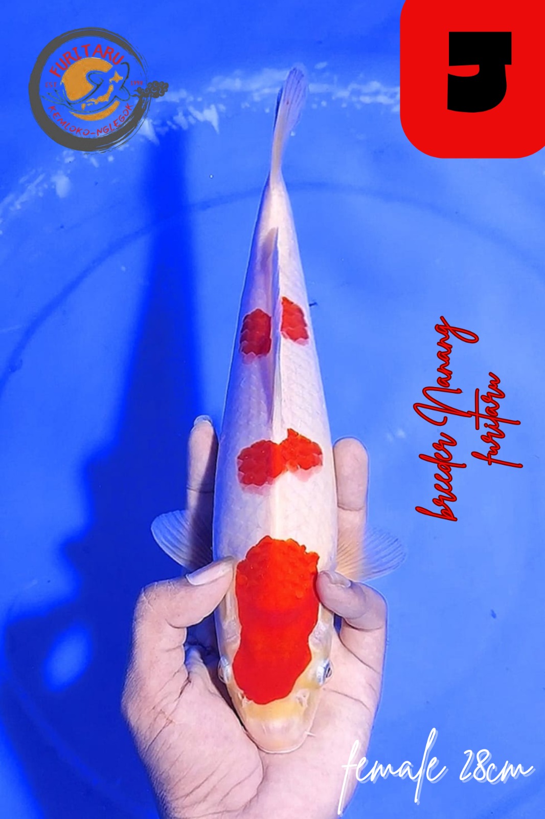 KOHAKU 28cm