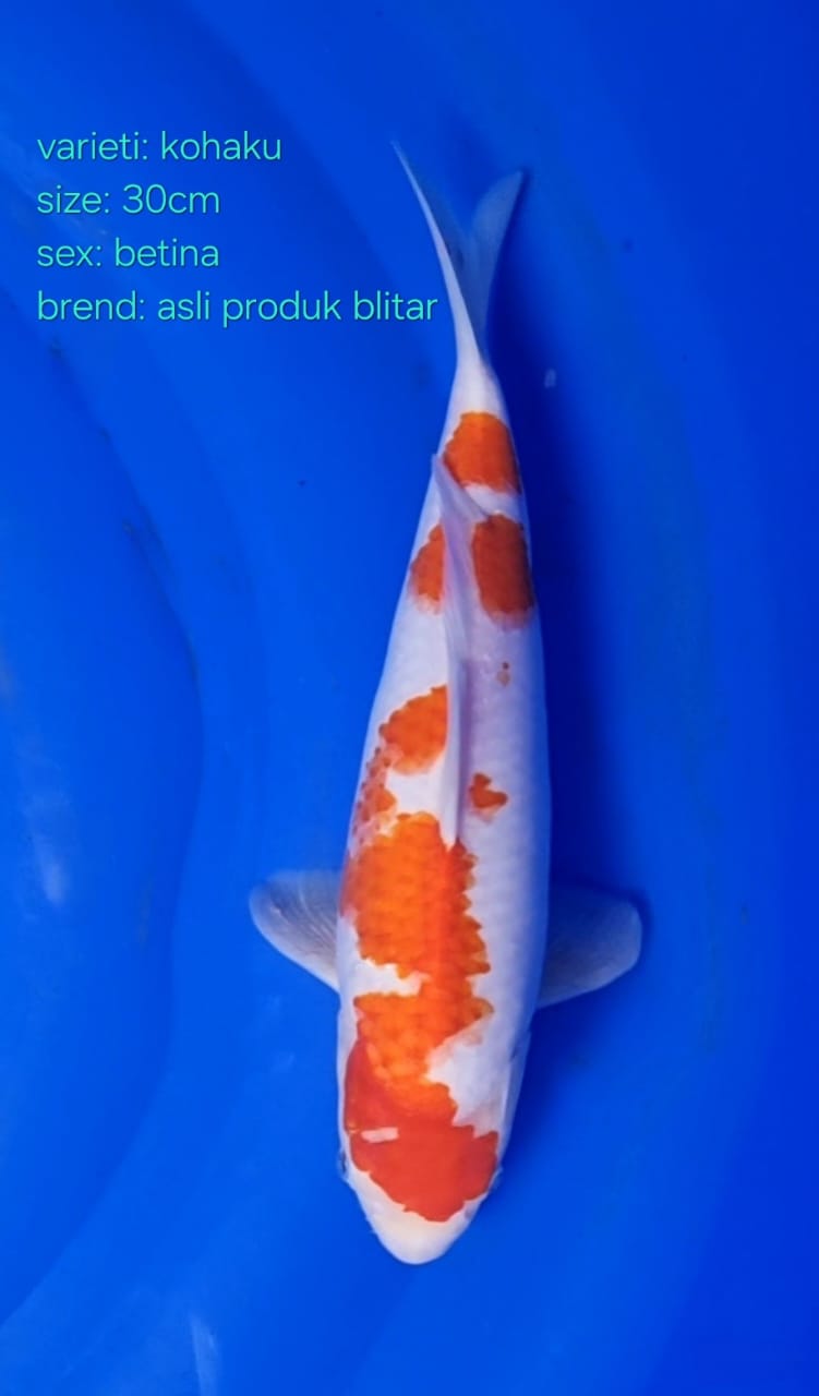 KOHAKU BETINA 30cm