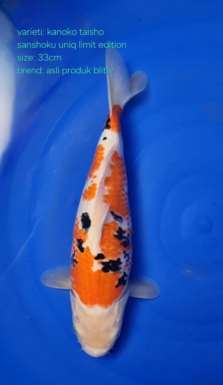 KANOKO TAISHO SANSHOKU BETINA 33cm