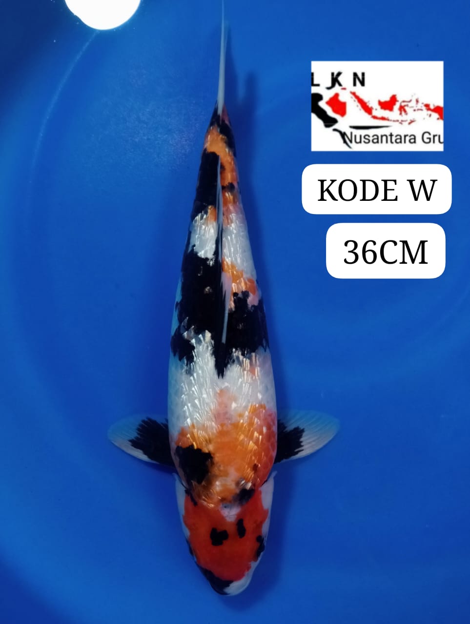 SHOWA GINRIN MOTOGURO JOS LOKASI BLITAR 36cm