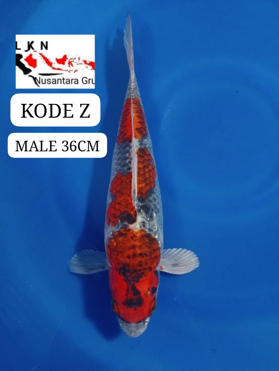 GHOSIKI GINRIN ORIGINAL MALE ISTIMEWA LOKASI BLITAR 36cm