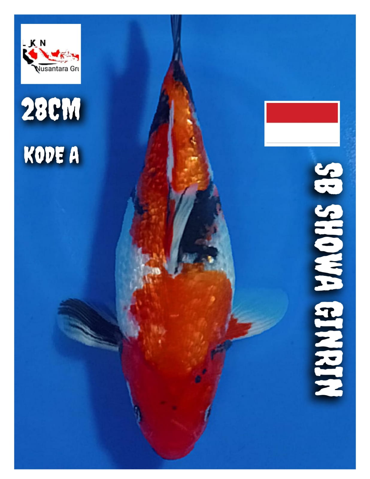 SB SHOWA GINRIN LOKASI BLITAR 28cm