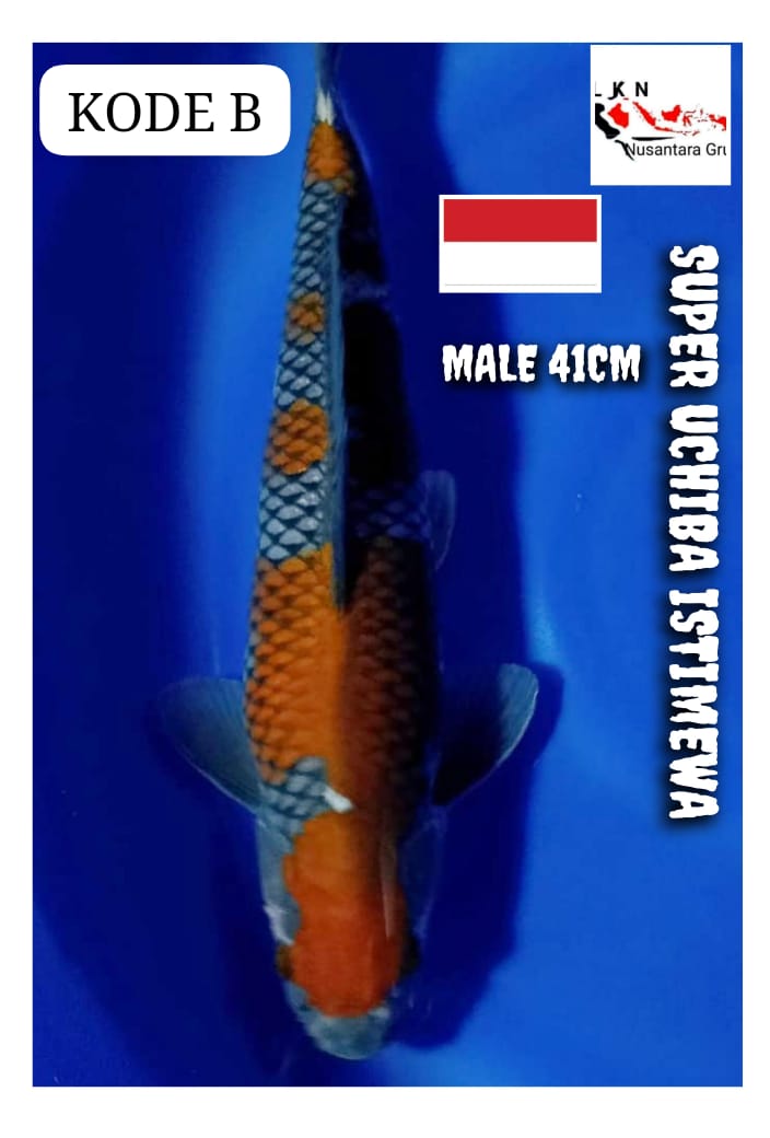 SUPER UCHIBA SQ MALE ISTIMEWA LOKASI BLITAR 41cm