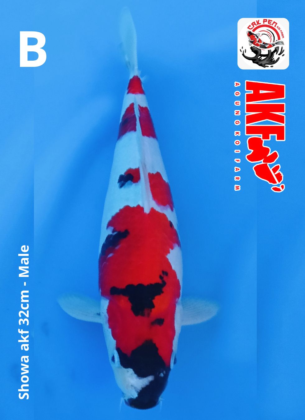SHOWA AKF 32cm