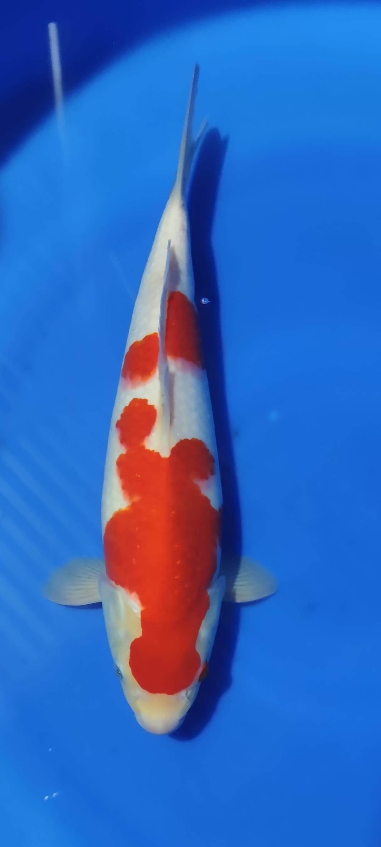 KOHAKU 33cm