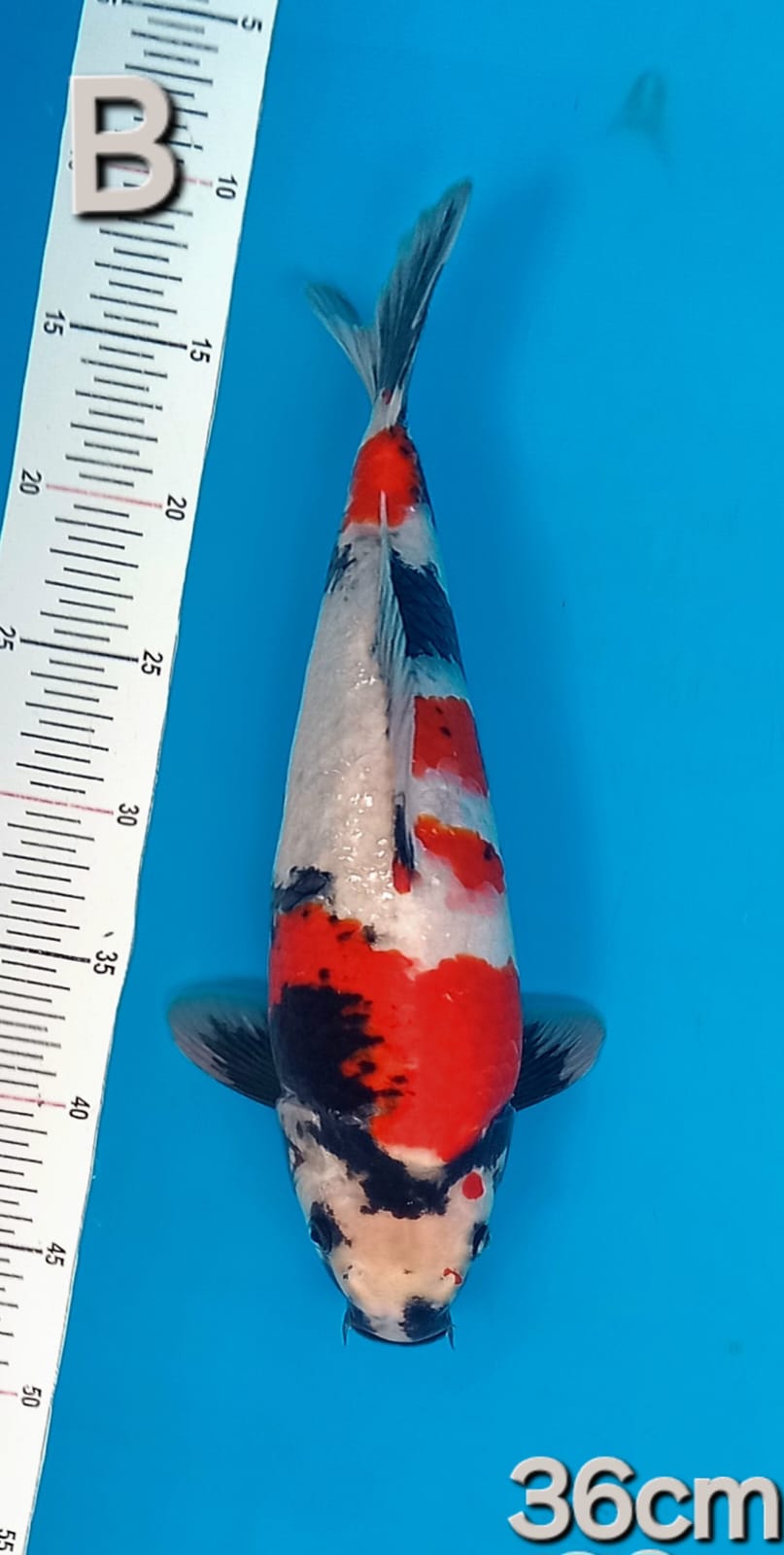 SHOWA 36cm