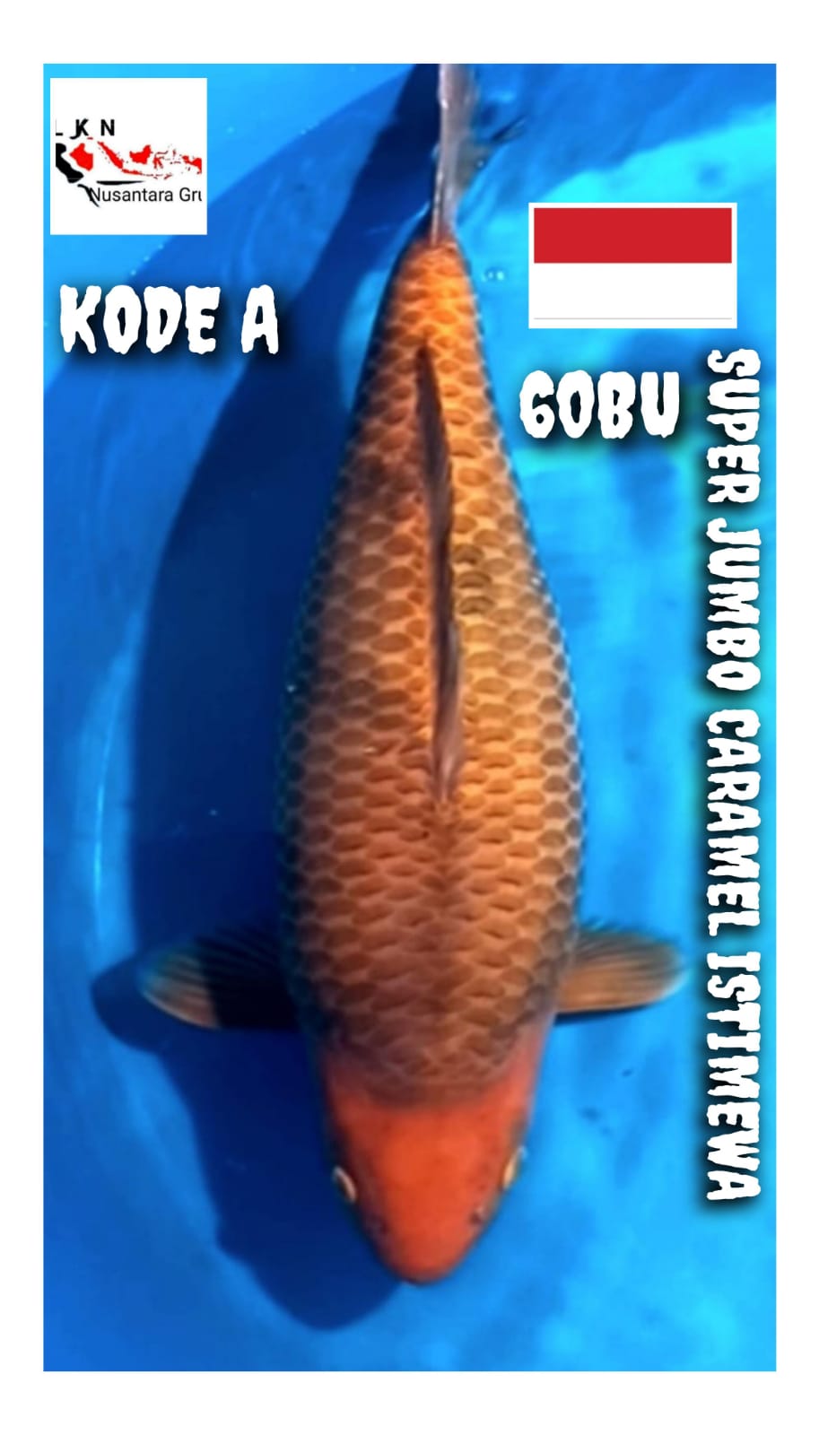 JUMBO SUPER CARAMEL BODYBULDOZER ISTIMEWA LOKASI CIKARANG 60BU 59cm