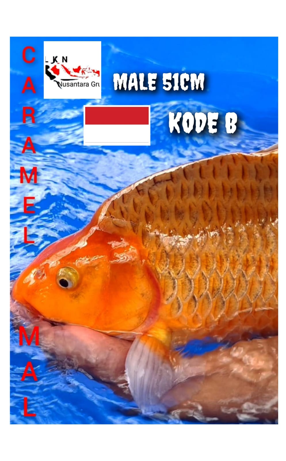 SUPER CARAME BODY PUNUK JOS JUMBO MALE LOKASI BLITAR 51cm