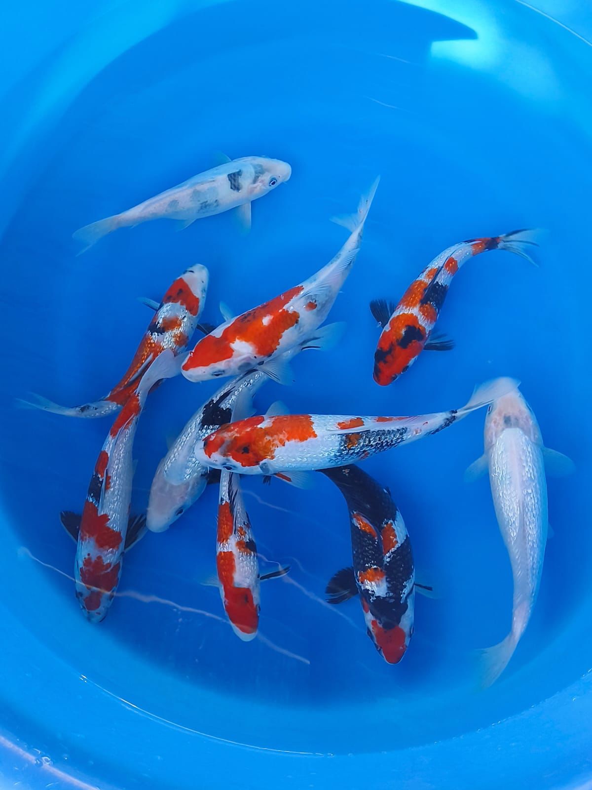 SHOWA SHIRO GINRIN 2527cm 27cm