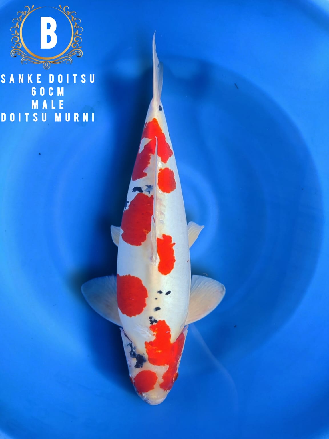 SANKE DOITSU MALE DOITSU MURNI POLA BAGUS 60cm