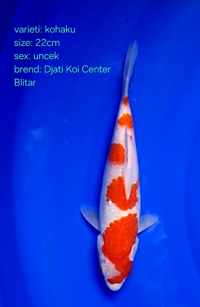 KOHAKU 22cm