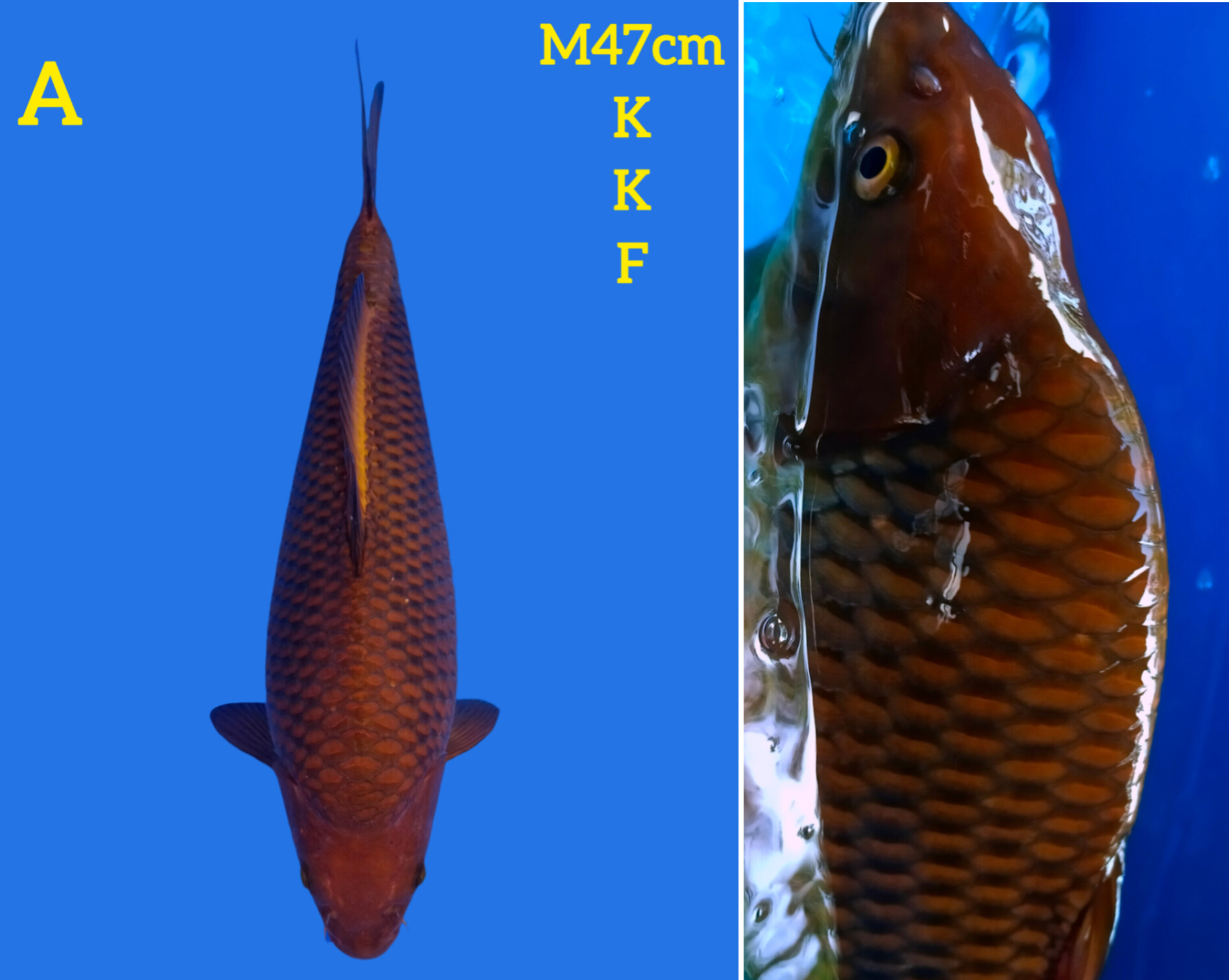 CAGOI TEMBAGA MUNUK KKF 47cm
