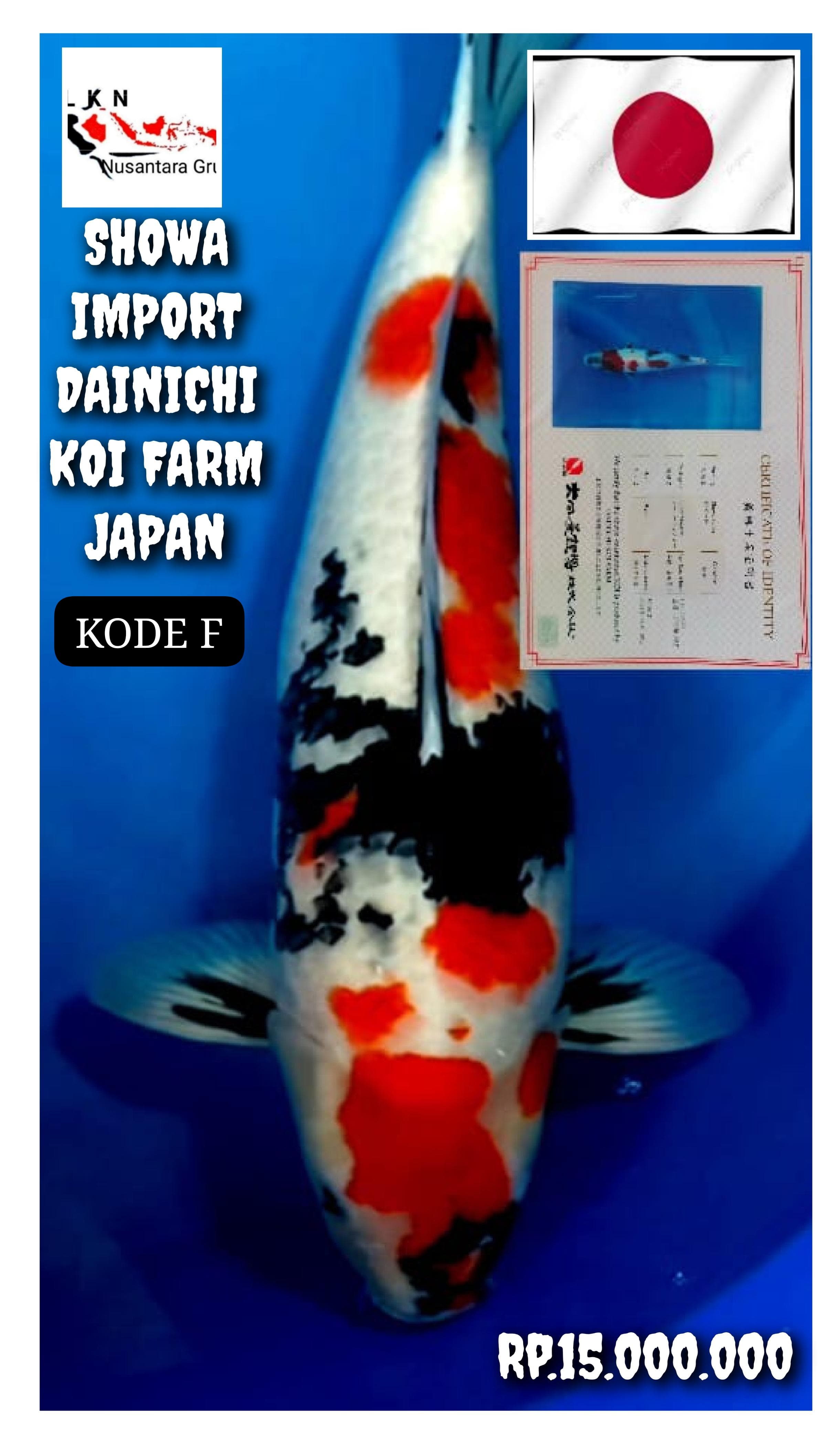 IMPORT SHOWA DAINICHI KOI FARM MADE IN JAPAN BY DELLER LOKASI CIKARANG 55cm