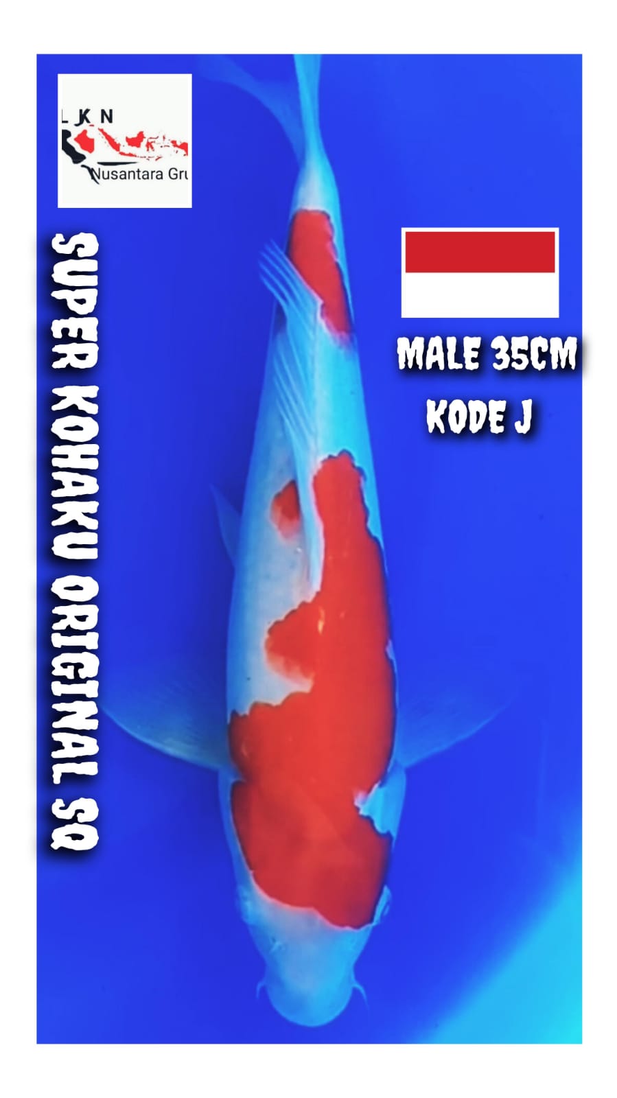 SUPER KOHAKU SQ MALE ORIGINAL ASLI MERAH DARAH ISTIMEWA IKAN IDAMAN PARA SULTAN LOKASI BOJONEGORO 35cm