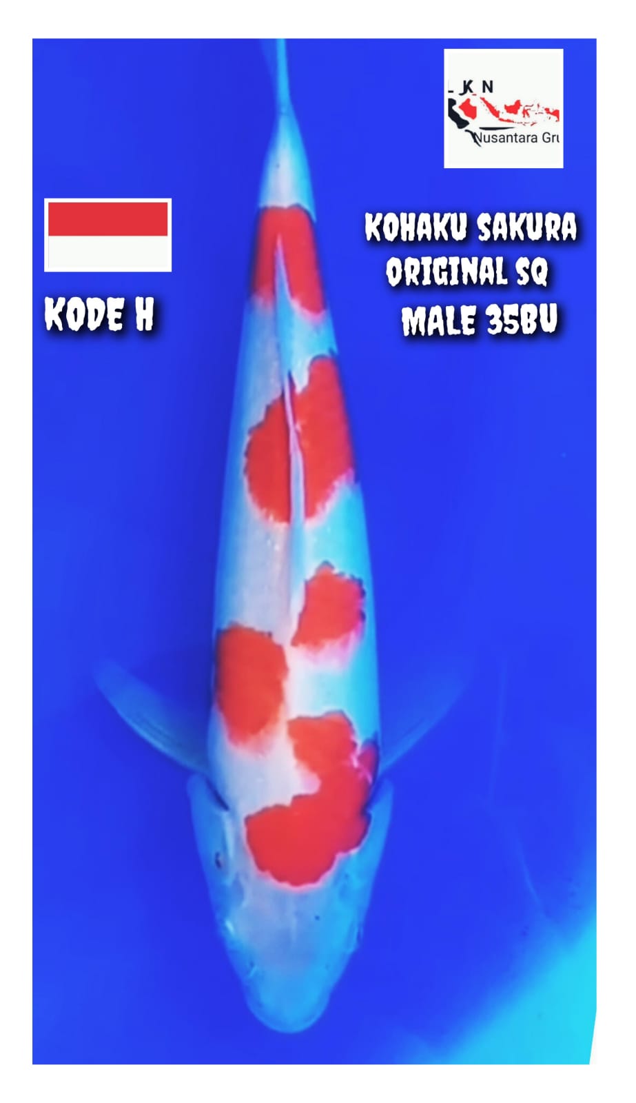 SAKURA KOHAKU MALE ORIGINAL SQ MERAH DARAH ASLI LOKASI BOJONEGORO 35BU 34cm