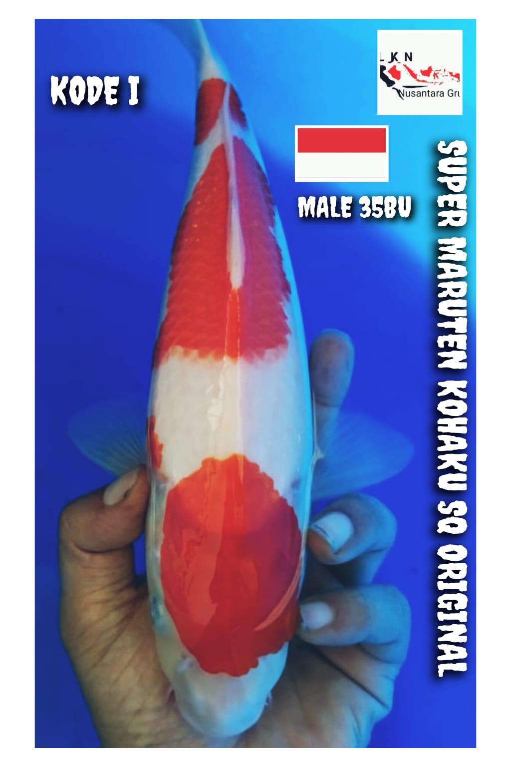 SUPER MARUTEN KOHAKU ORIGINAL SQ MALE LOKASI BOJONEGORO 35BU 34cm