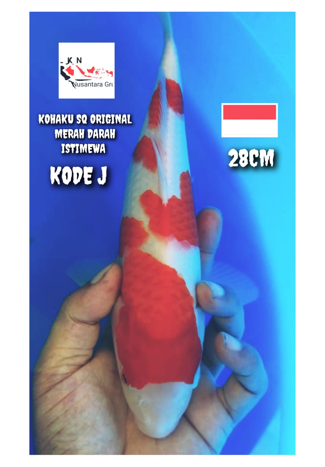 SUPER KOHAKU POLA ANTIK SQ ORIGINAL ASLI MERAH DARAH LOKASI BOJONEGORO 28cm