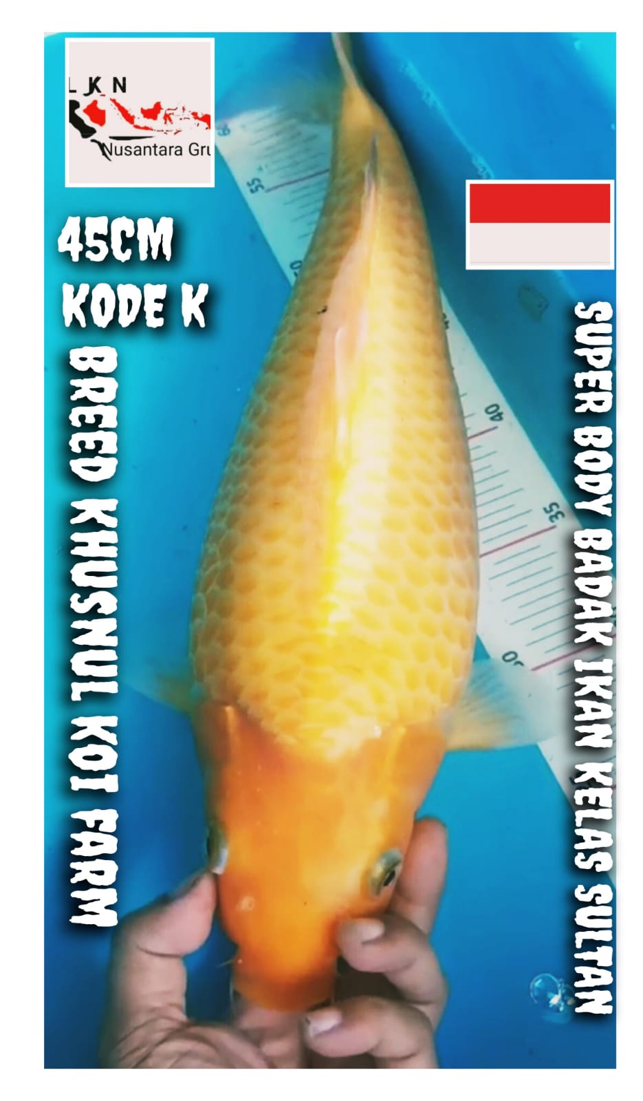 SUPER RED KARASYI BREED KHUSNUL KOI FARM BODY BADAK ISTIMEWA LOKASI BOJONEGORO 45cm
