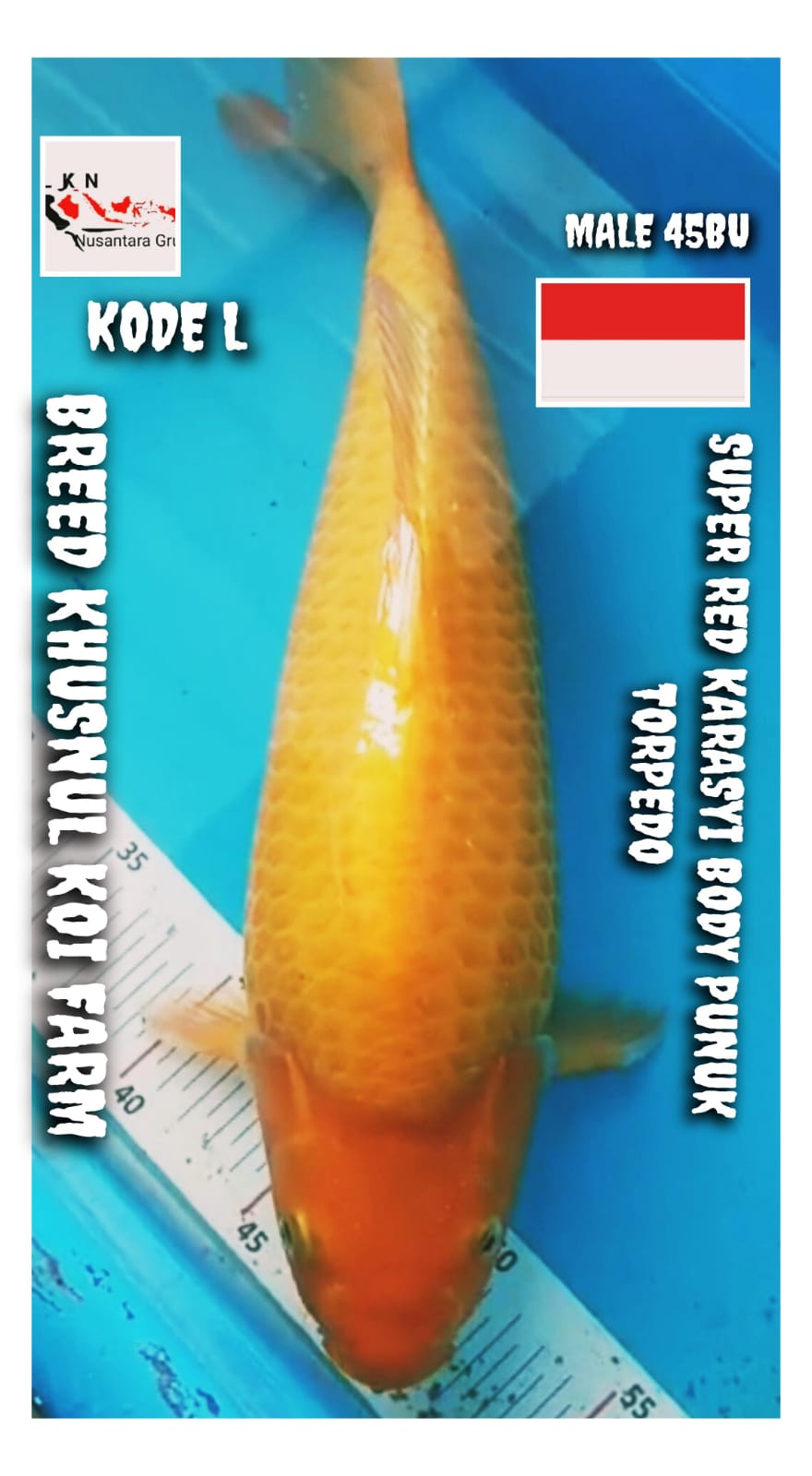 SUPER RED KARASYI MALE BODY PUNUK TORPEDO BREED KHUSNUL KOI FARM LOKASI BOJONEGORO 45BU 43cm