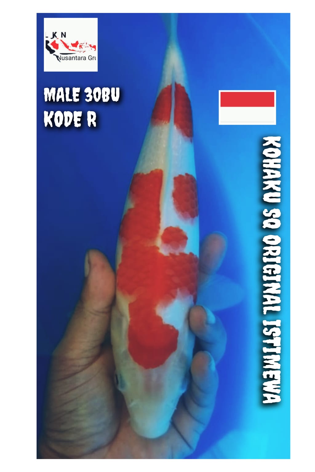 KOHAKU ORIGINAL SQ MALE ISTIMEWA LOKASI BOJONEGORO 30BU 28cm