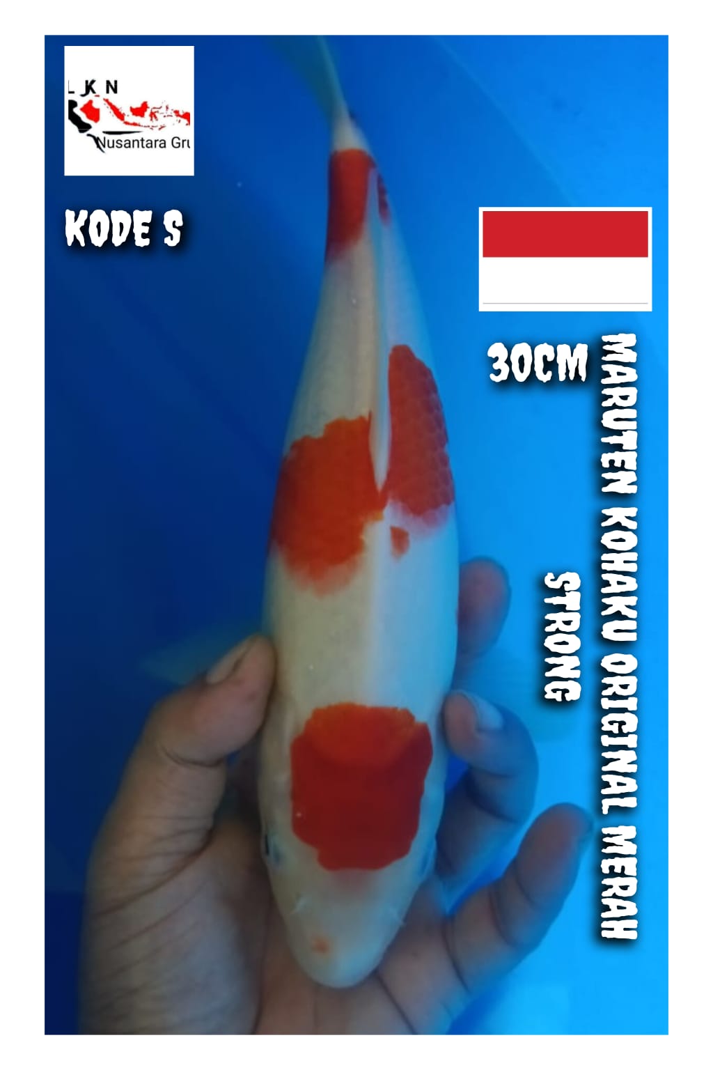 MARUTEN KOHAKU ORIGINAL MERAH STRONG LOKASI BOJONEGORO 30cm