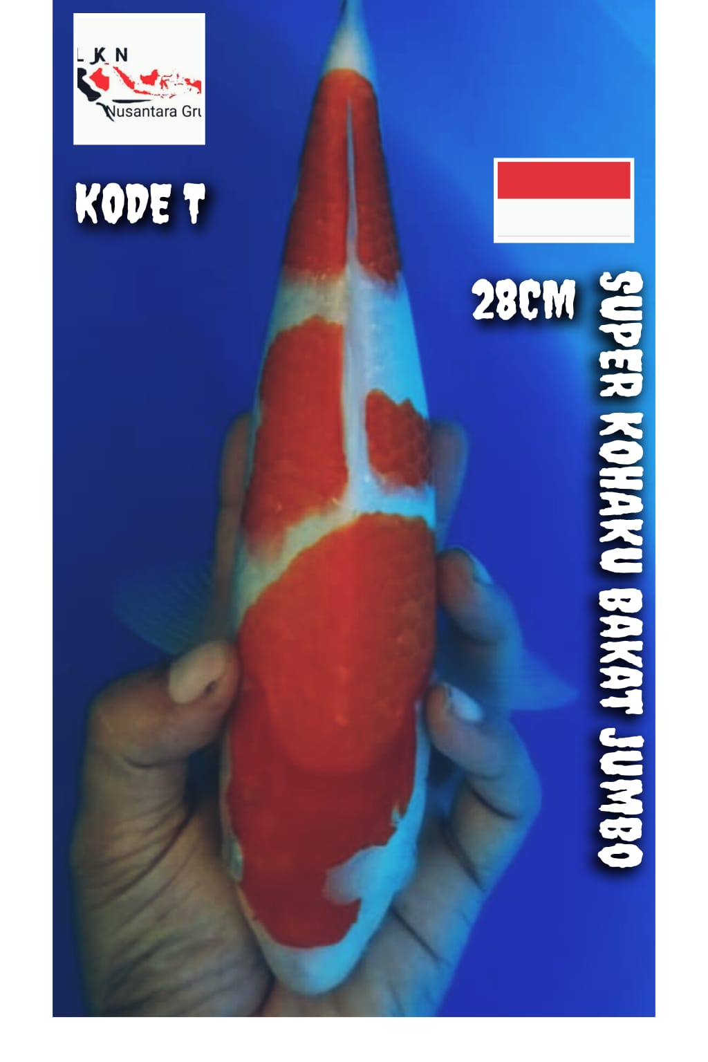 SUPER KOHAKU MERAH STRONG LOKASI BOJONEGORO 28cm