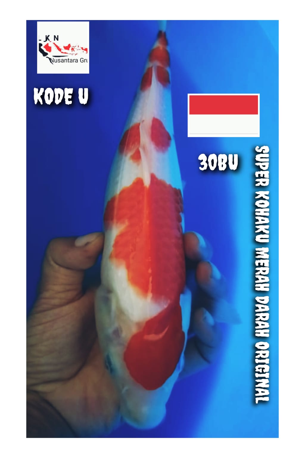 SUPER KOHAKU MERAH DARAH ORIGINAL LOKASI BOJONEGORO 30BU 29cm