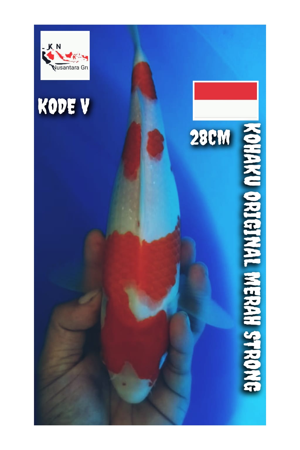 SUPER KOHAKU MERAH STRONG ORIGINAL LOKASI BOJONEGORO 28cm
