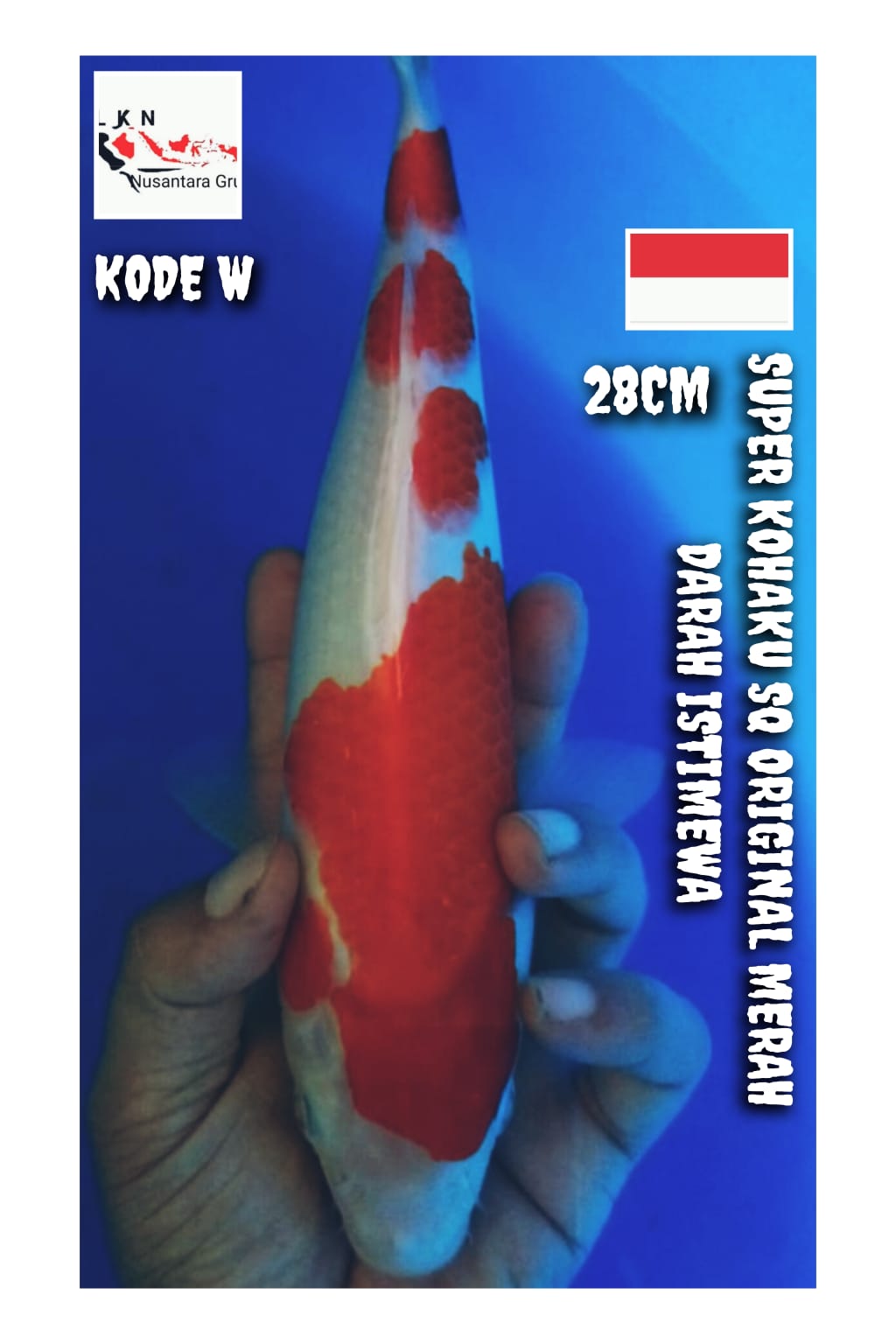SUPER KOHAKU ORIGINAL MERAH DARAH ASLI LOKASI BOJONEGORO 28cm