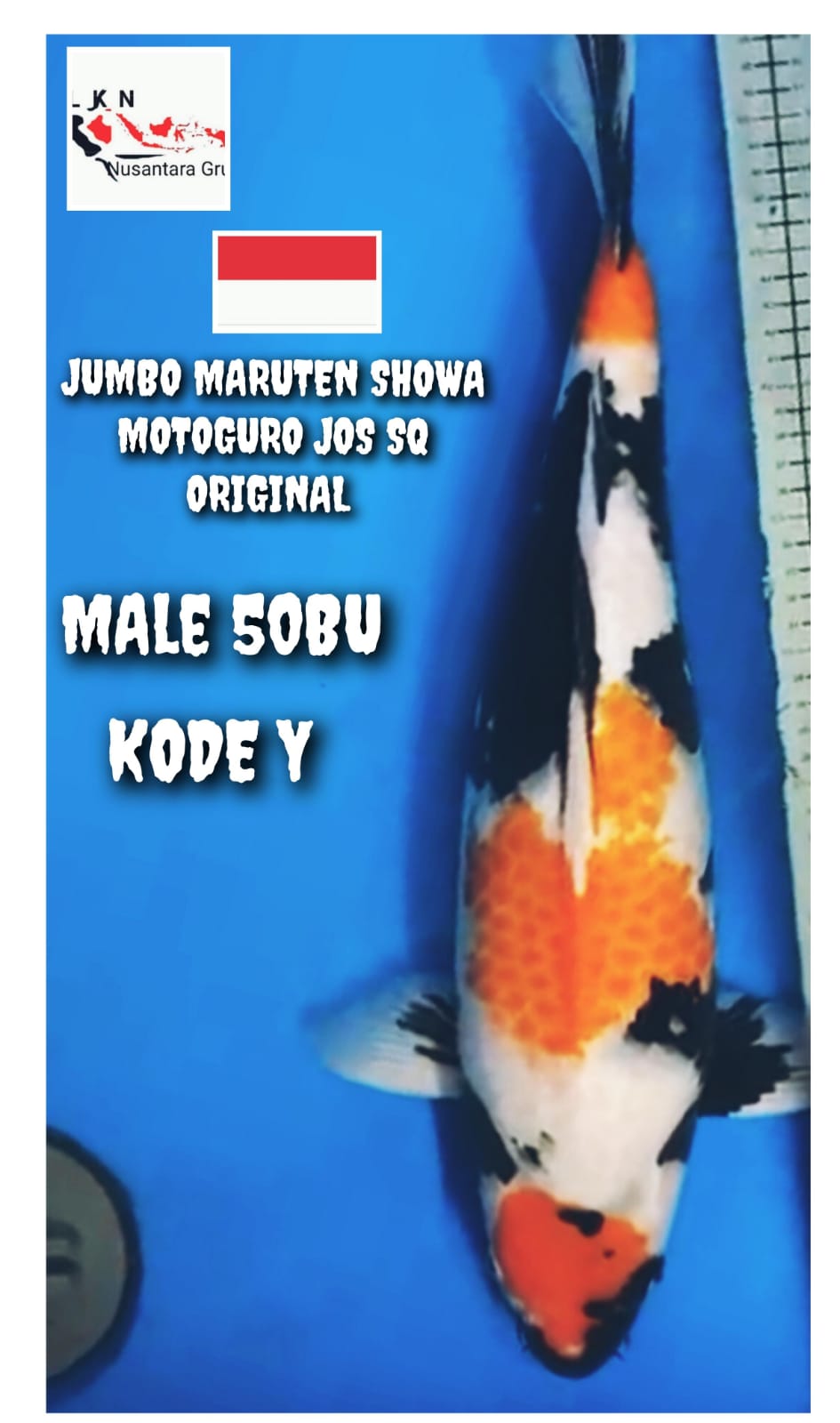 SUPER MARUTEN SHOWA MOTOGURO MALE ORIGINAL SQ JUMBO LOKASI MAGELANG 50BU 49cm