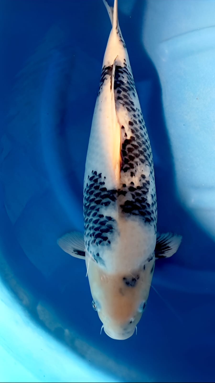 SHIRO 56cm