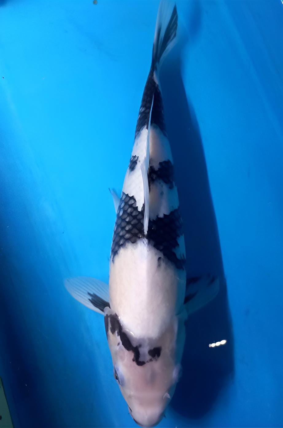 SHIRO 32cm