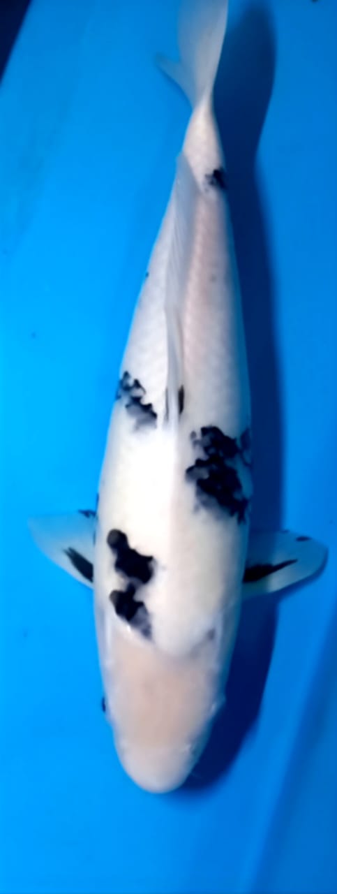 SHIRO 36cm