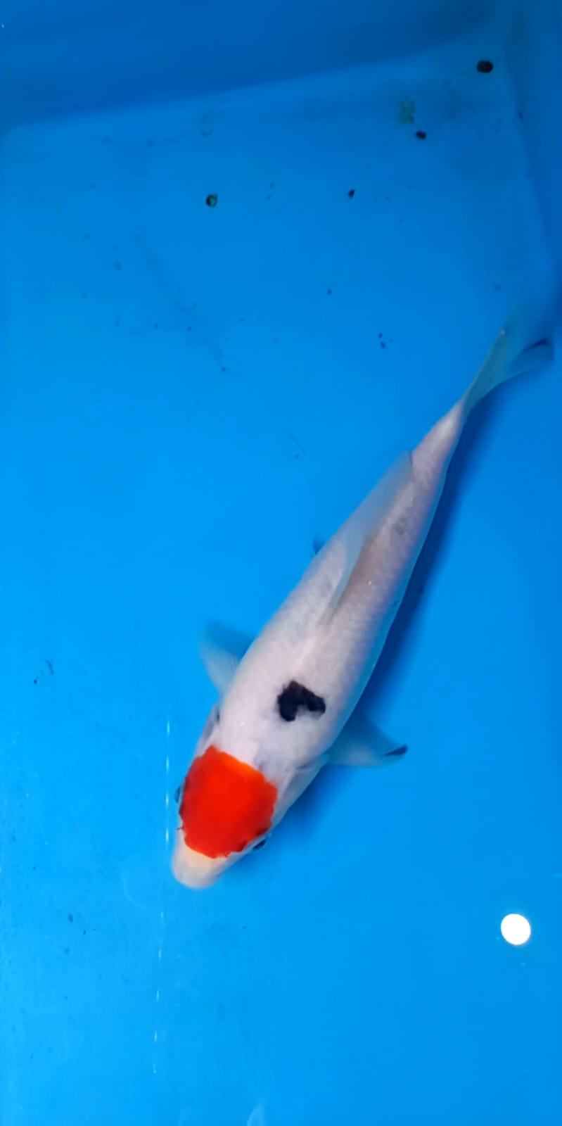 TANCO SHOWA 20cm