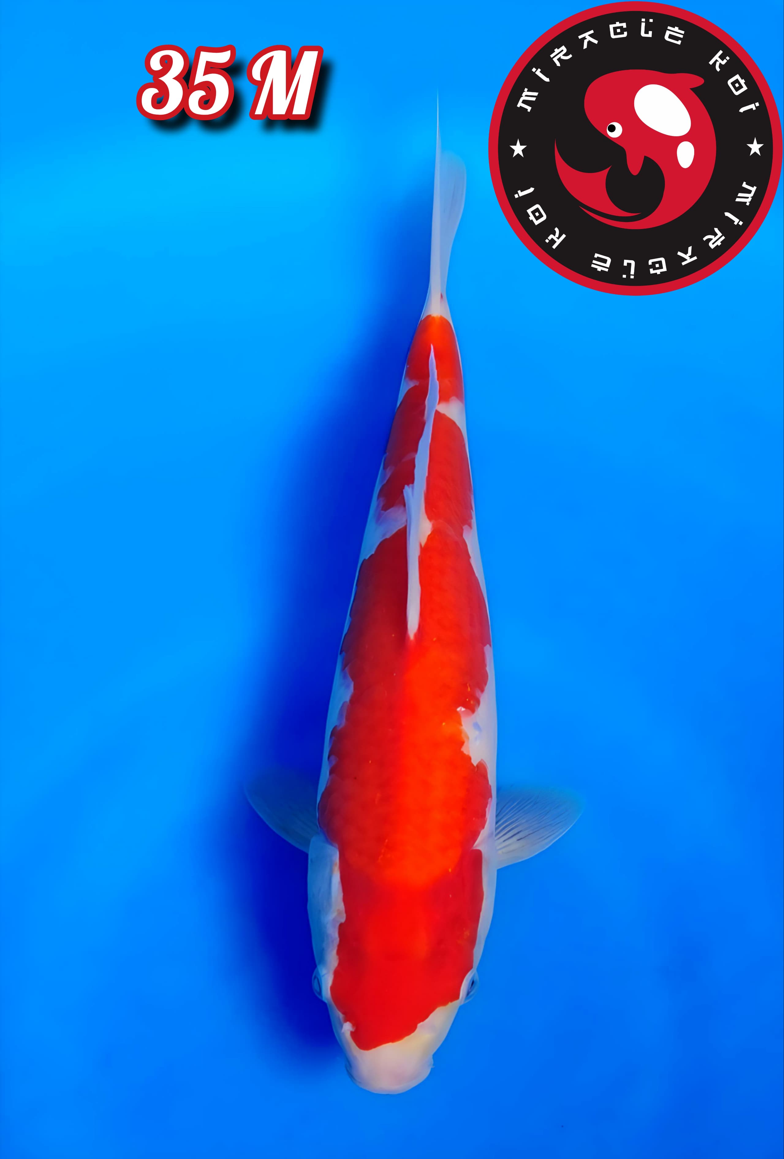 KOHAKU ORIGINAL 35cm