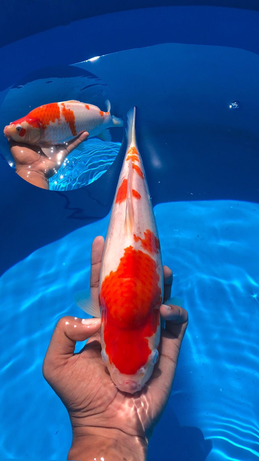 KOHAKU AKF 30cm