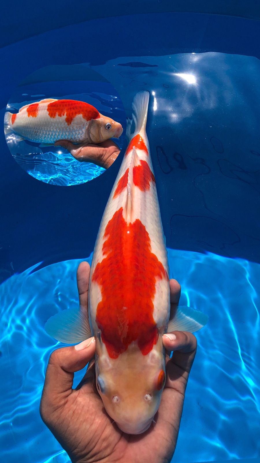 AI GOROMO PREMIUM AKF 35cm