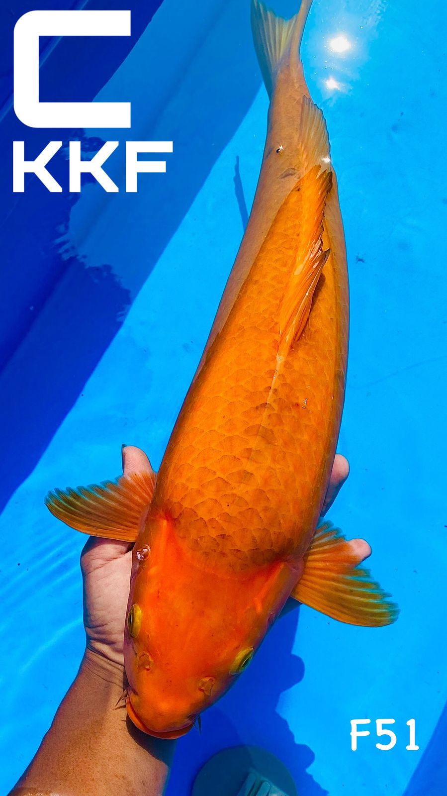 PUNUK BREEDER KHUSNUL 51cm